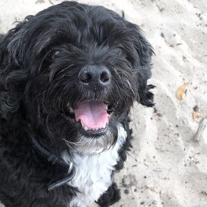 Meet your Posher, Annie